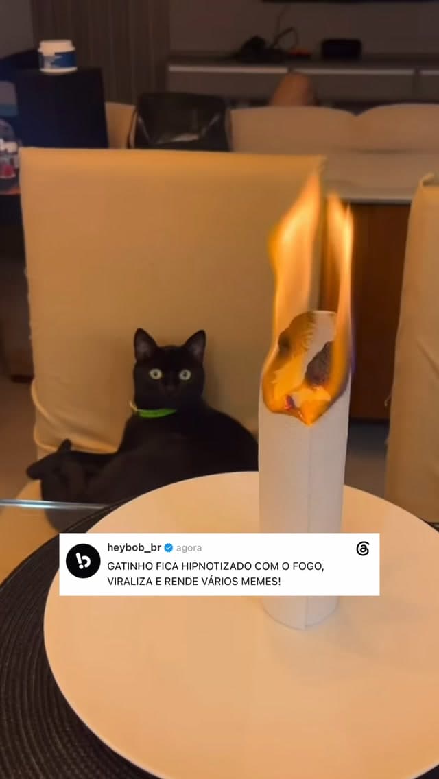 Gato fica hipnotizado com foguetinho de papel e viraliza na web